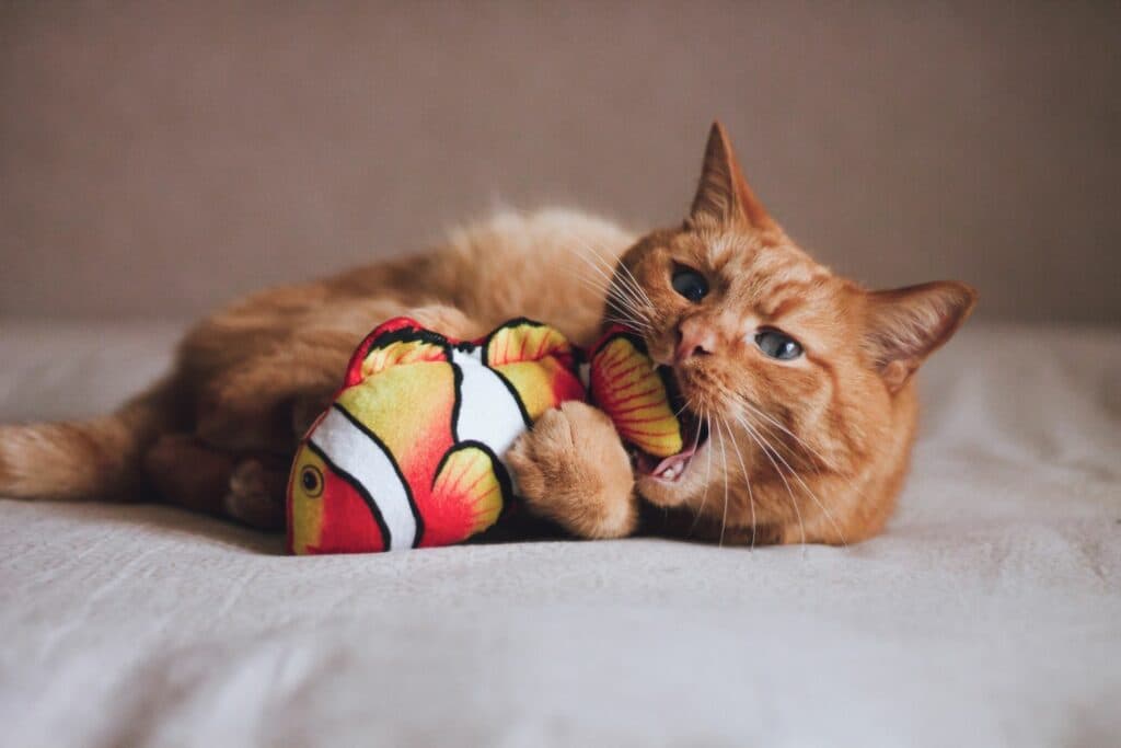 Erstausstattung Katze: Spielzeug