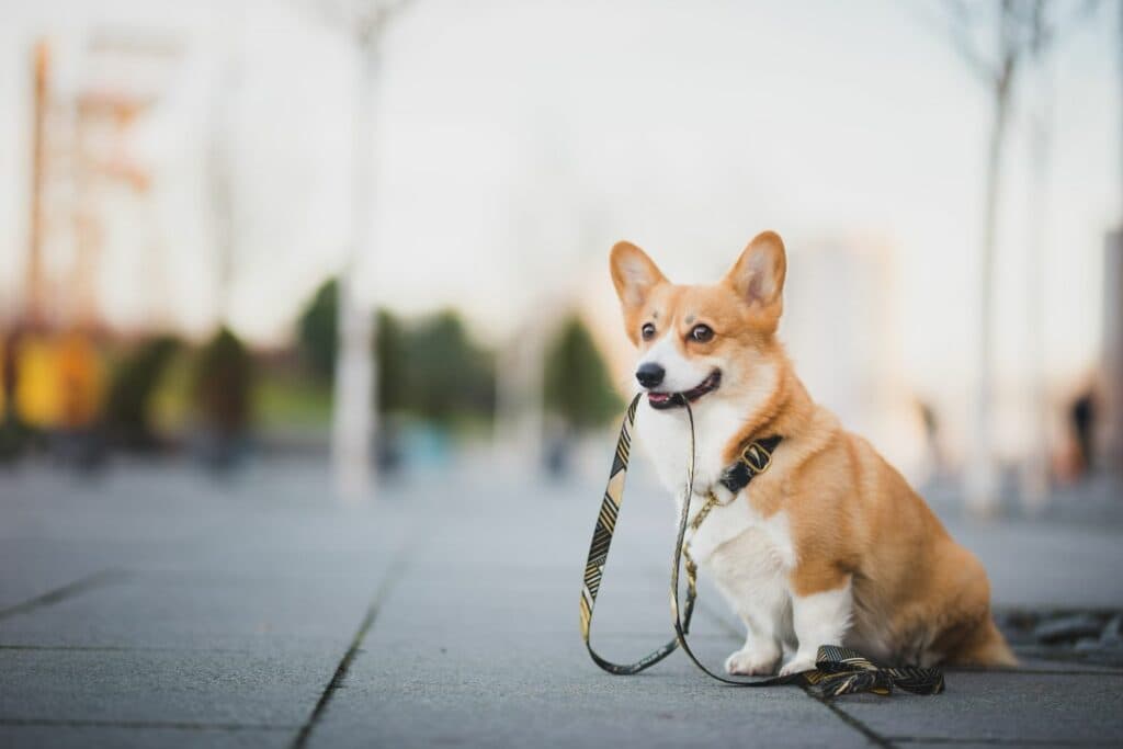 Spaß beim Gassigehen: Hund mit Leine