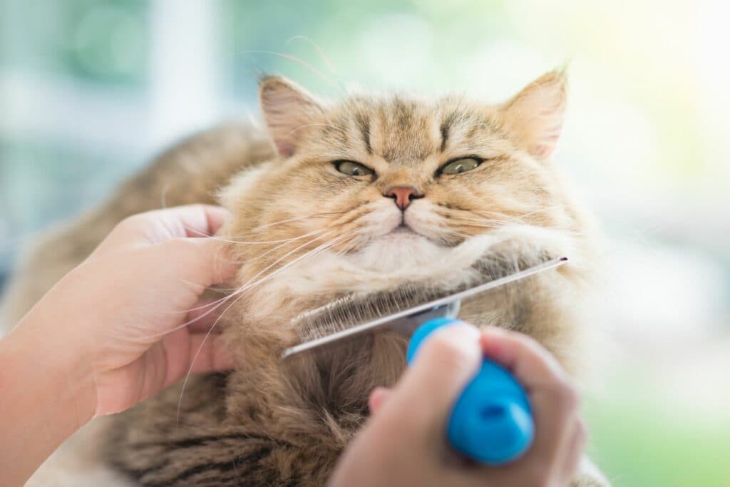 Haustier in Sommerhitze: Katzenpflege