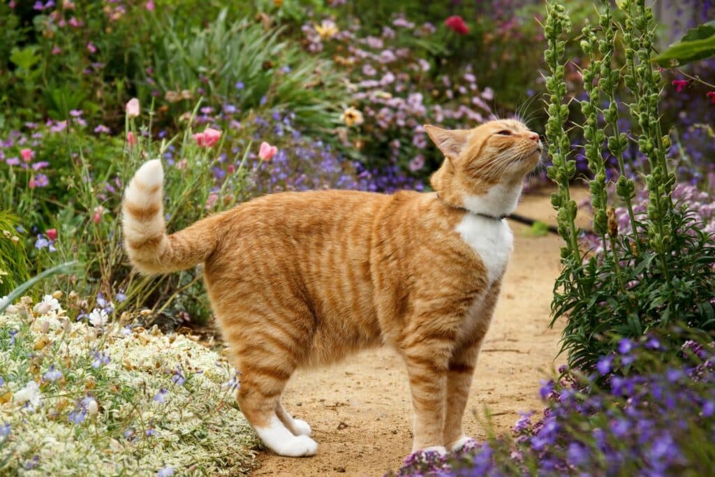 Haustiere in Sommerhitze: Katze im Garten