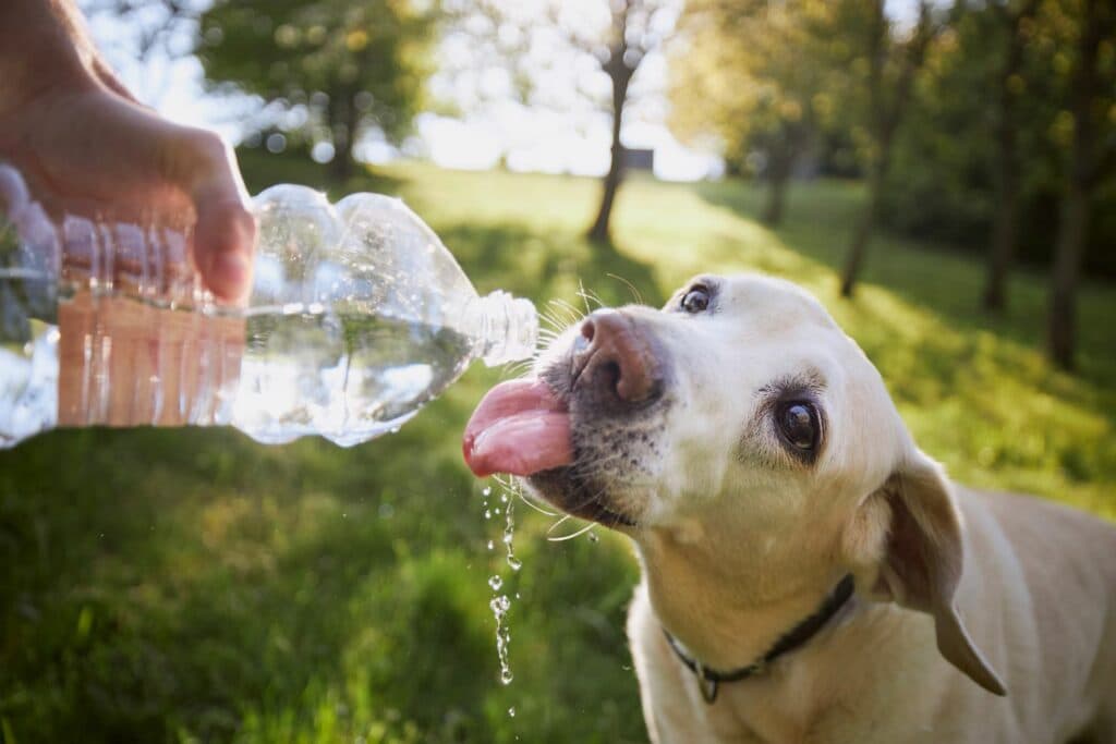 Haustiere in Sommerhitze: Wasser
