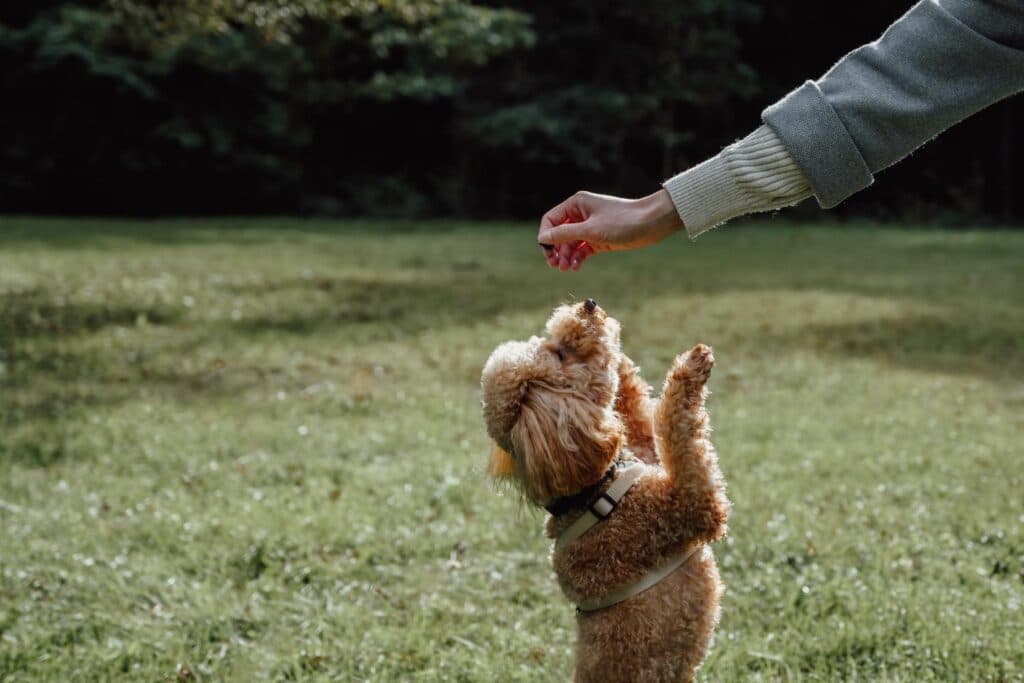 Hundetraining: Belohnung