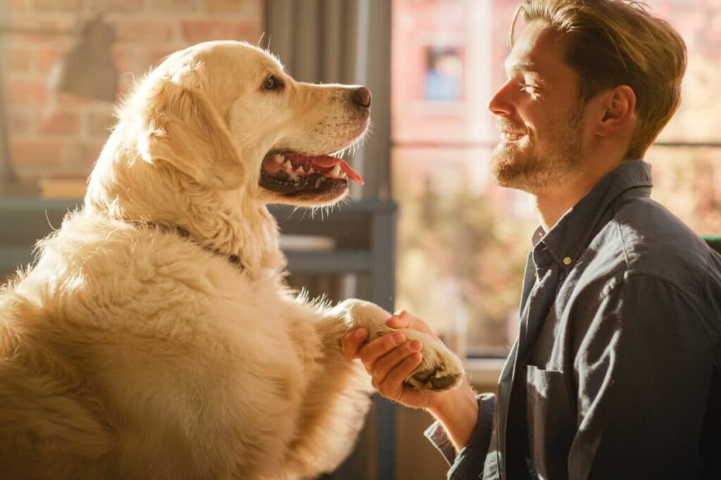 Hundetraining: Beständigkeit