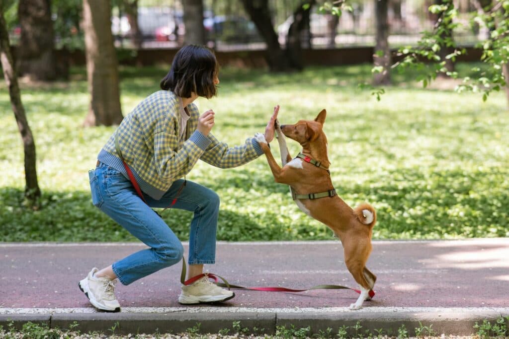 Hundetraining Hände
