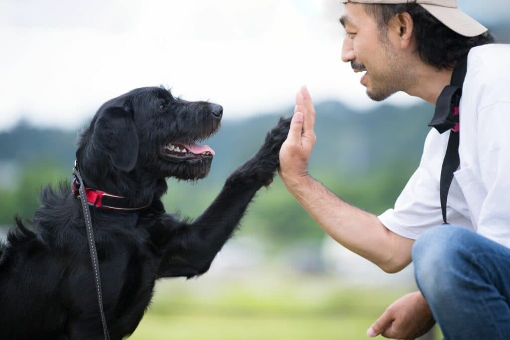 Hundetraining Regelmässigkeit