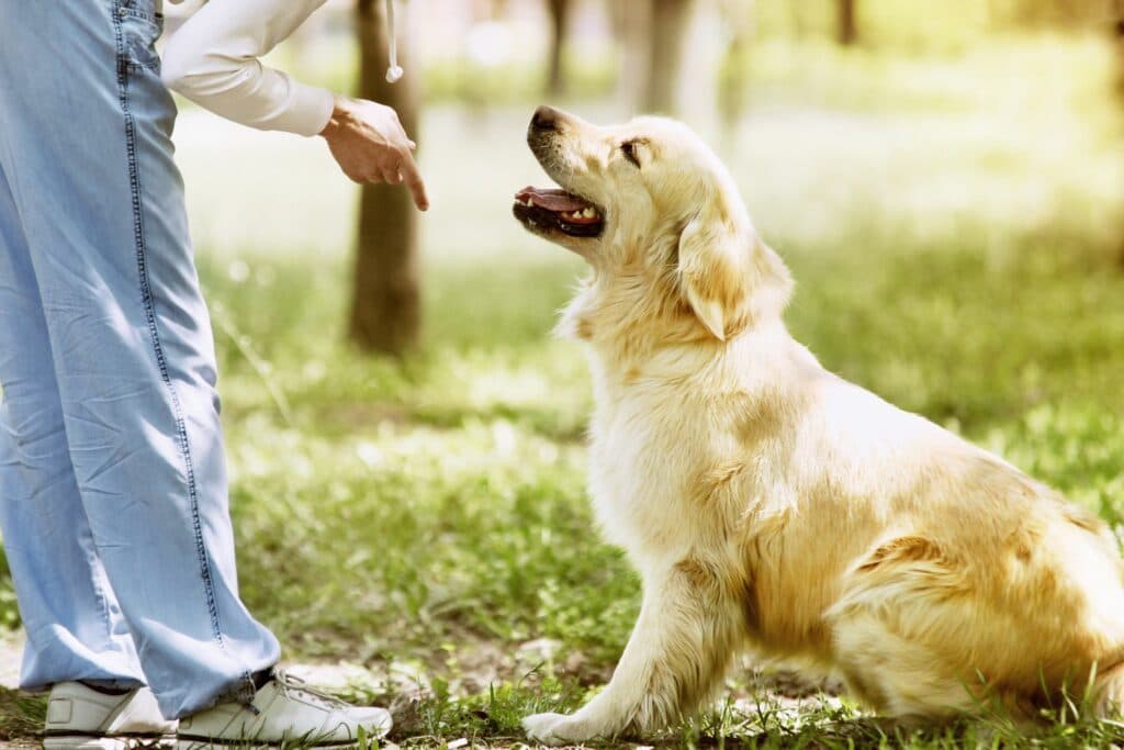 Hundetraining Loben
