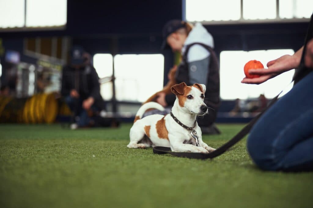 Hundetraining stufenweise
