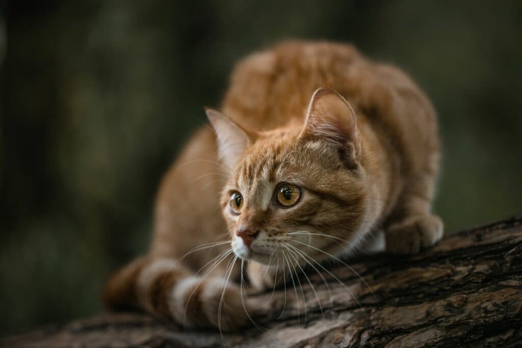 Jagdverhalten von Katzen: Verhalten