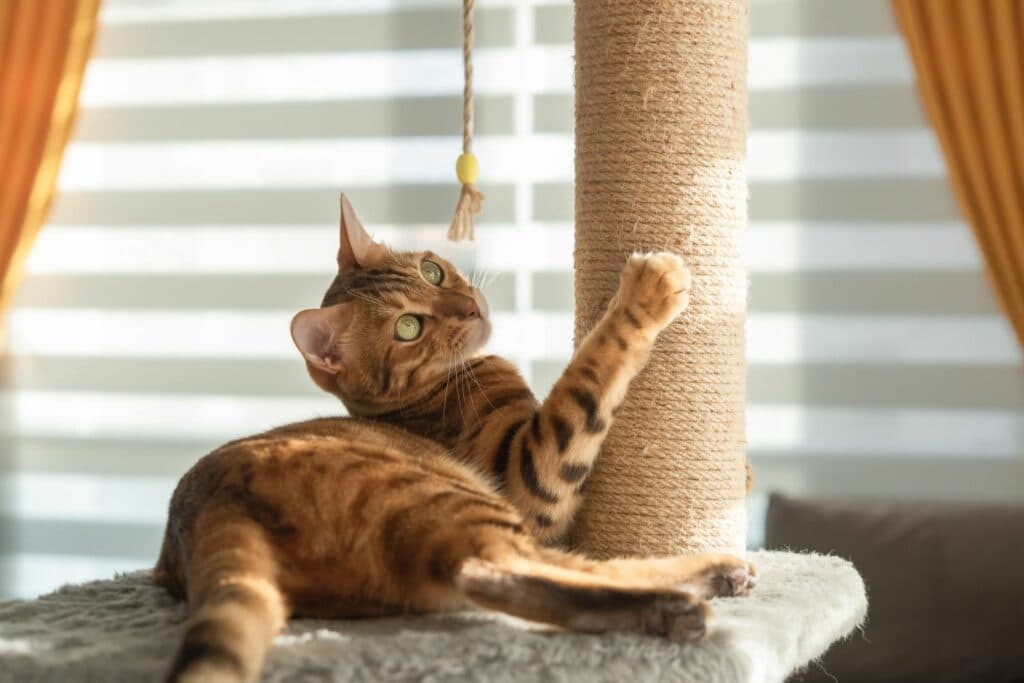 Jagdverhalten von Katzen: Wohnung
