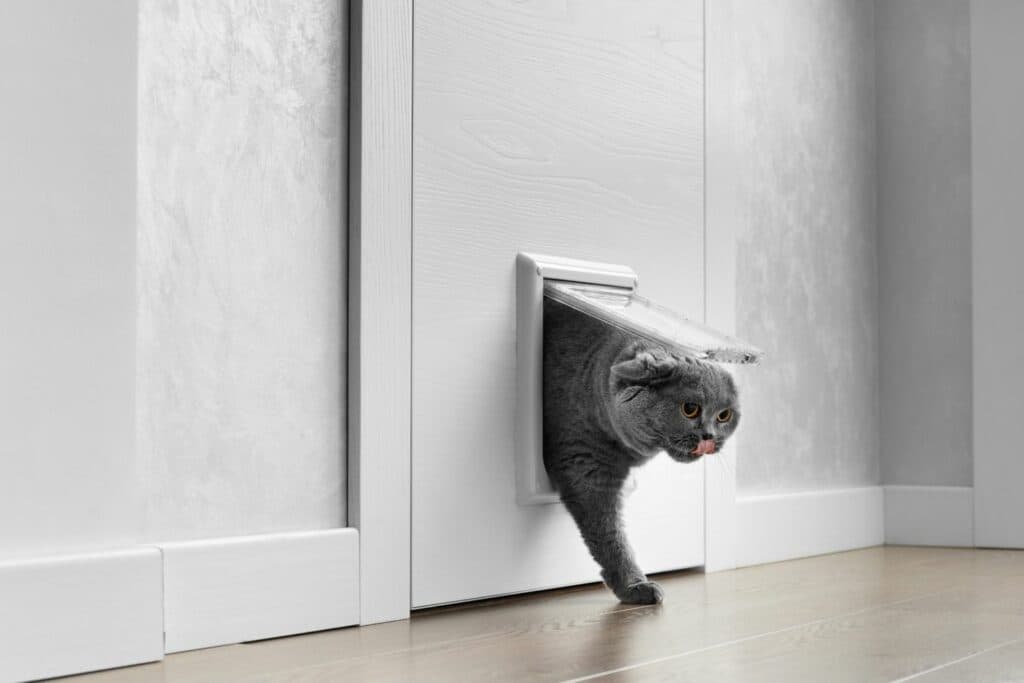 Haustier-Gadgets: Katzenklappe