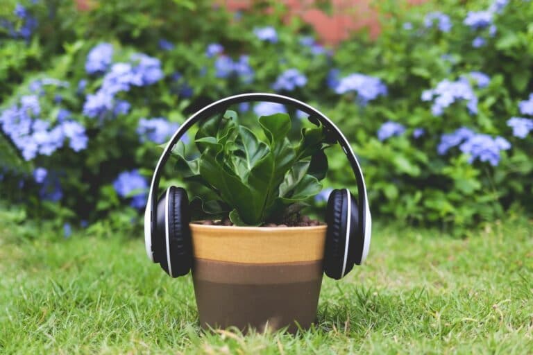 Front,View,Of,Headphones,Cover,On,Cobra,Bird’s,Nest,Fern