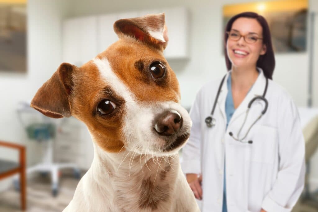 Hund und Katze beim Tierarzt: Tierkrankenversicherung im Vergleich