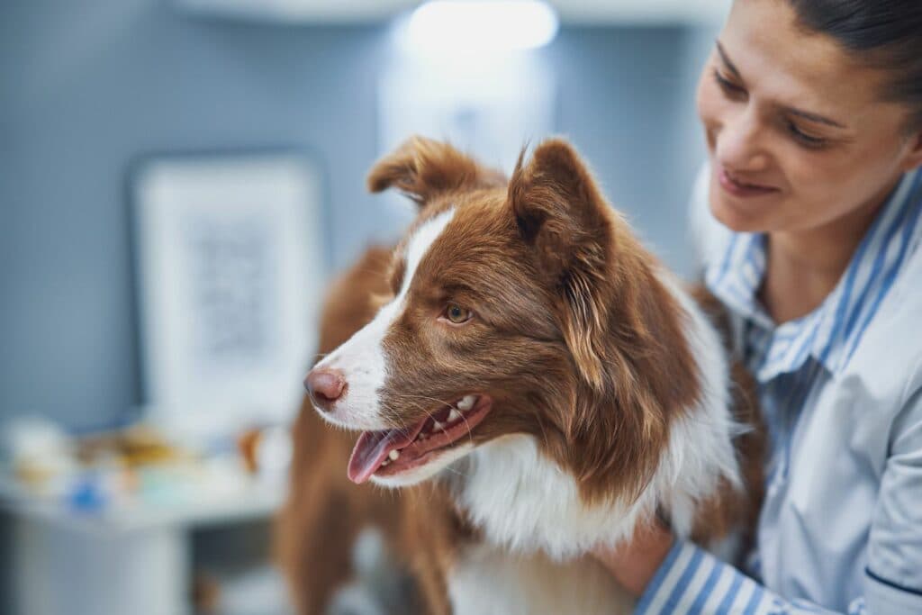 Tierärztin untersucht einen Hund in der Praxis
