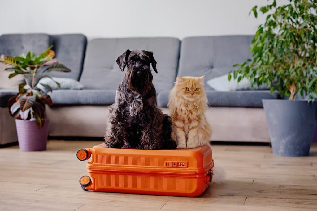 barkibu auf Reisen