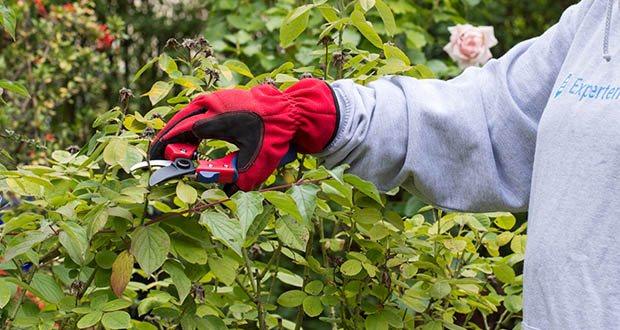 Spear & Jackson Razorsharp Bypass-Gartenschere im Test - obere Klinge aus SK5-Kohlenstoffstahl für dauerhafte Schärfe