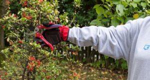 Fragen zu den besten Produkten aus einem Gartenscheren Test Die Testfragen zu den besten Produkten aus der Kategorie Gartenschere