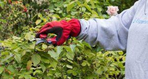 Verschiedene Modelle von Gartenscheren im Test Welche Gartenscheren Modelle gibt es in einem Testvergleich?