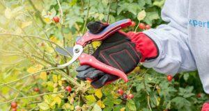 Nützliches Zubehör aus einem Gartenscheren Test Das beste Zubehör für Gartenscheren im Test