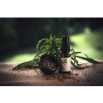 CBD Öl 5% Test 2026 • Die 4 besten CBD Öle 5% im Vergleich