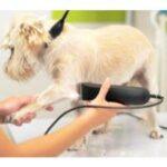 Hundeschermaschine Test 2026 • Die 6 besten Hundeschermaschinen im Vergleich