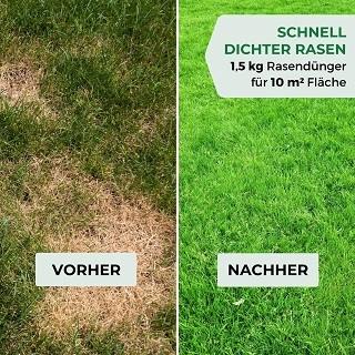 Fragen aus dem Reparaturrasen Test Fragen aus dem Reparaturrasen Test und Vergleich